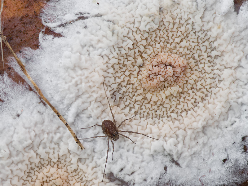 Ceraceomyces serpens